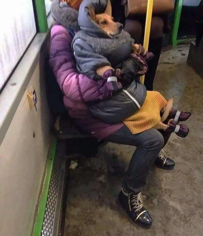 subway russia dog