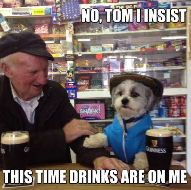 irish dogs meme - No, Tomi Insist Snack! Inness This Time Drinks Are On Me
