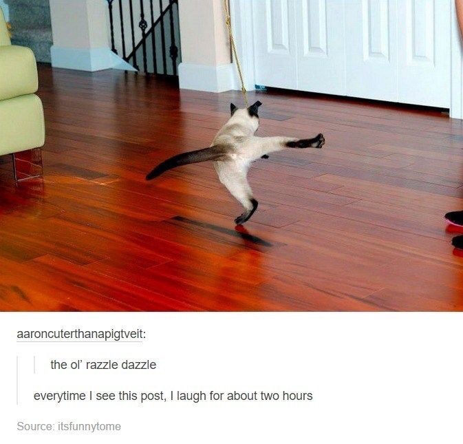 ol razzle dazzle - aaroncuterthanapigtveit the ol' razzle dazzle everytime I see this post, I laugh for about two hours Source itsfunnytome