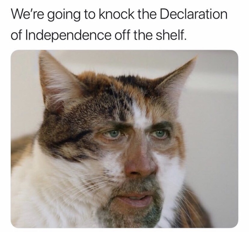 cat meme 2019 - We're going to knock the Declaration of Independence off the shelf.