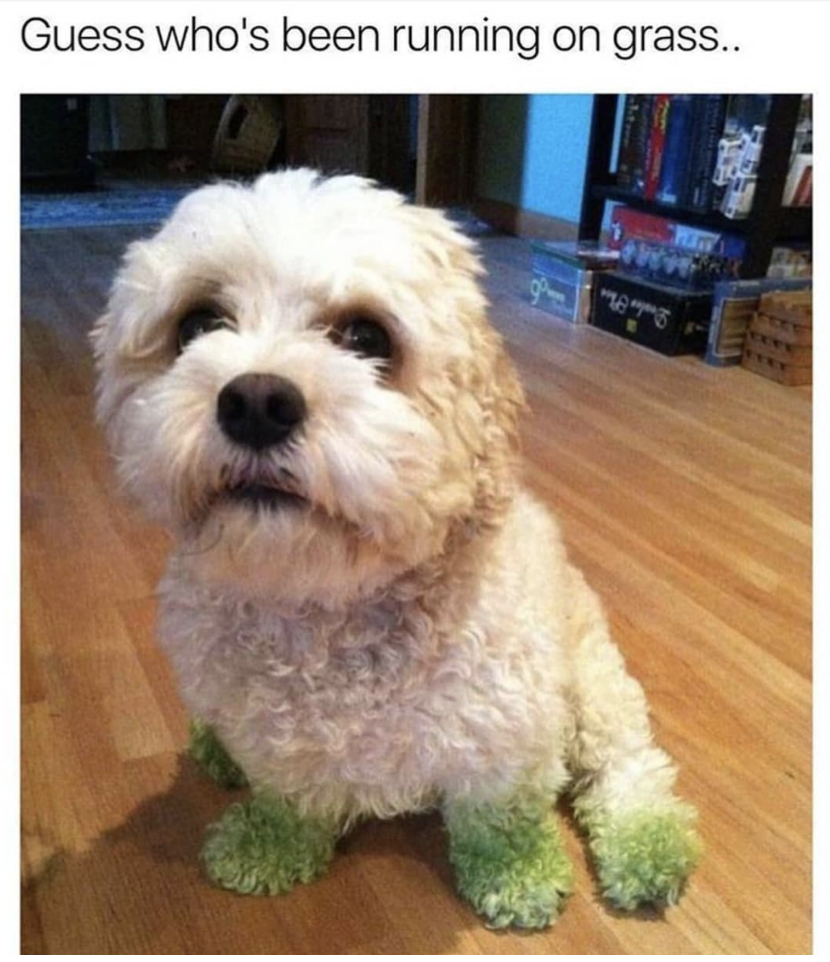 dog with grass stain - Guess who's been running on grass..