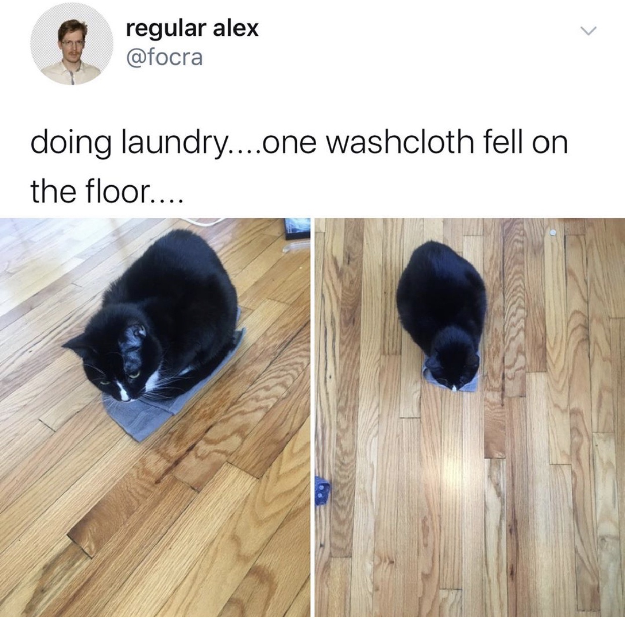 pet - regular alex doing laundry....one washcloth fell on the floor....
