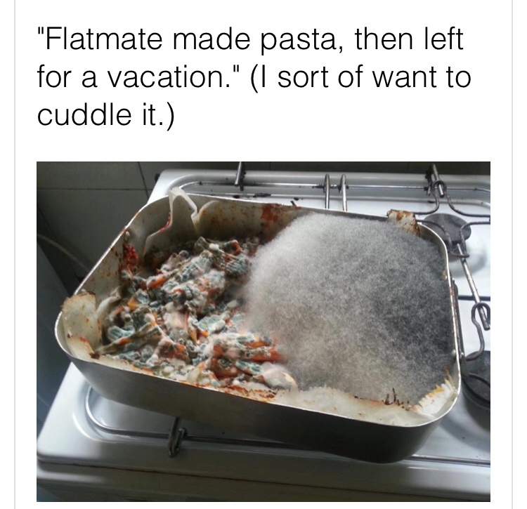 "Flatmate made pasta, then left for a vacation." I sort of want to cuddle it.