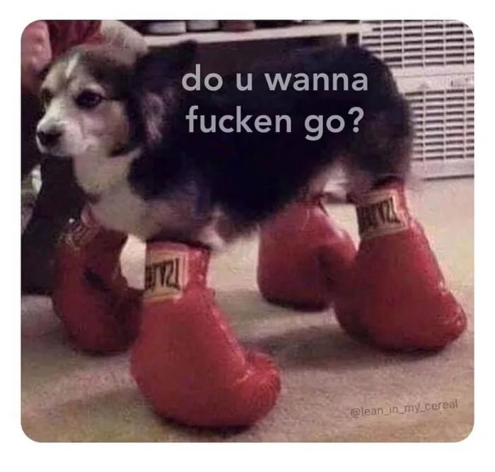 dog with boxing gloves - do u wanna fucken go?