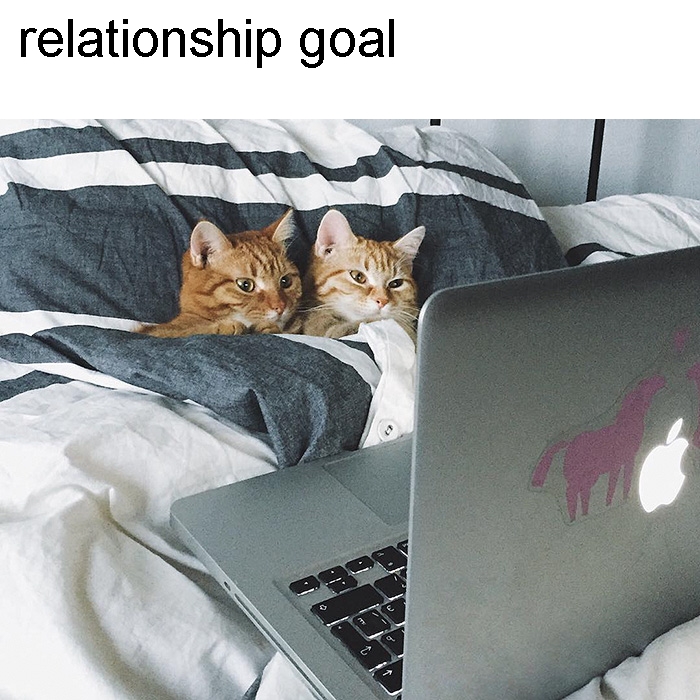 cat couple bed - relationship goal