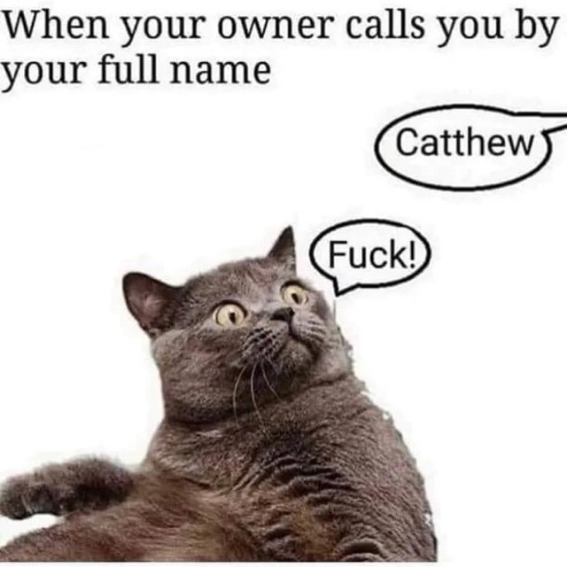 catthew meme - When your owner calls you by your full name Catthew Fuck!