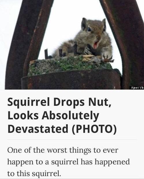 worst thing that can happen - Squirrel Drops Nut, Looks Absolutely Devastated Photo One of the worst things to ever happen to a squirrel has happened to this squirrel.