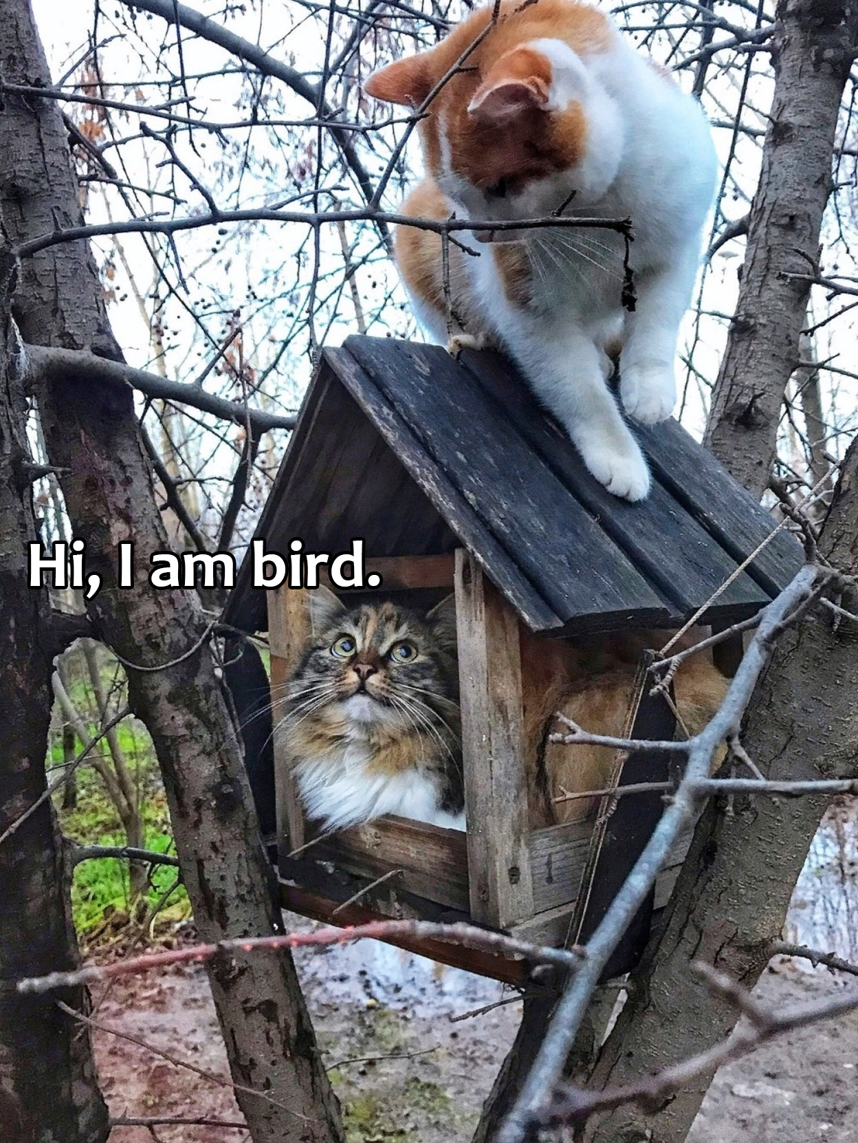 cat - Hi, I am bird.