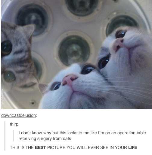 surgery cats - downcastdelusion thirp I don't know why but this looks to me I'm on an operation table receiving surgery from cats This Is The Best Picture You Will Ever See In Your Life
