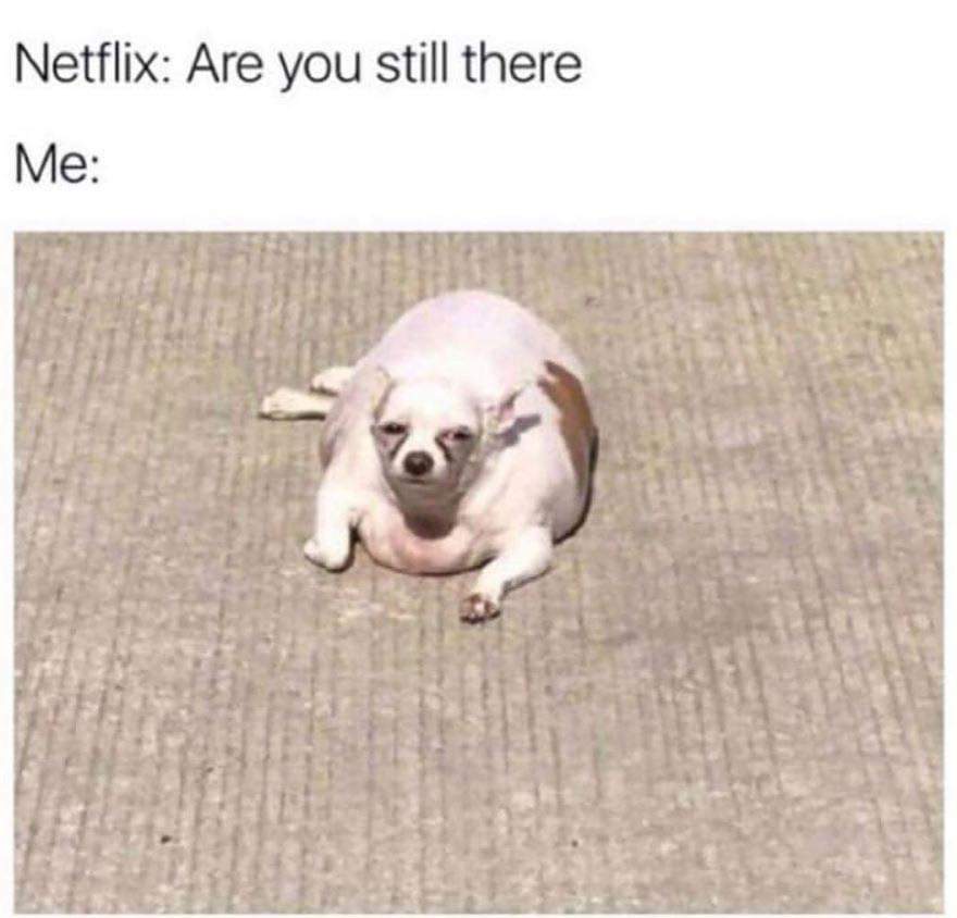netflix you still there - Netflix Are you still there Me
