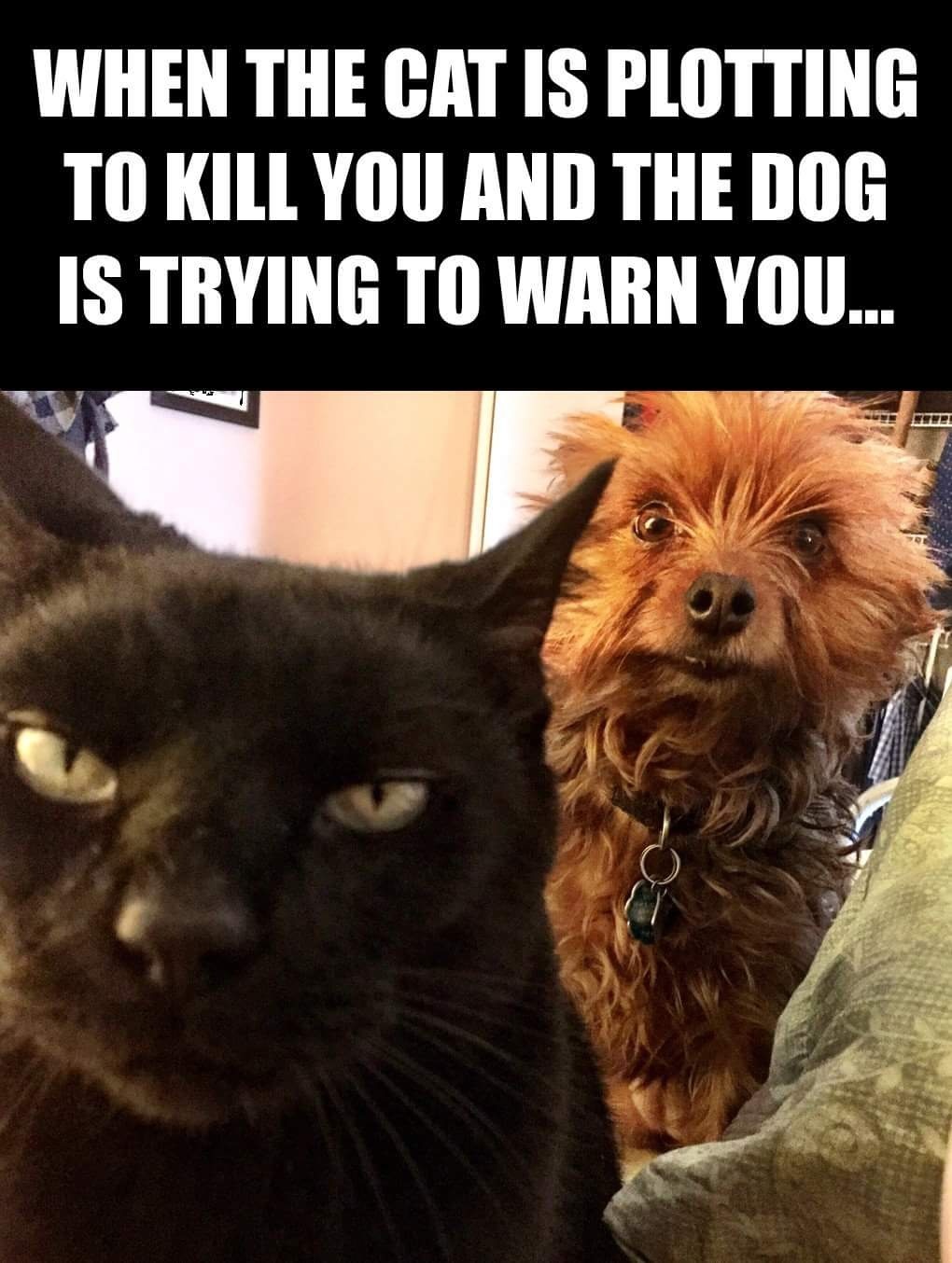 dome of the rock - When The Cat Is Plotting To Kill You And The Dog Is Trying To Warn You... Eur