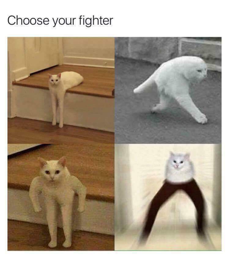 leg cat meme - Choose your fighter