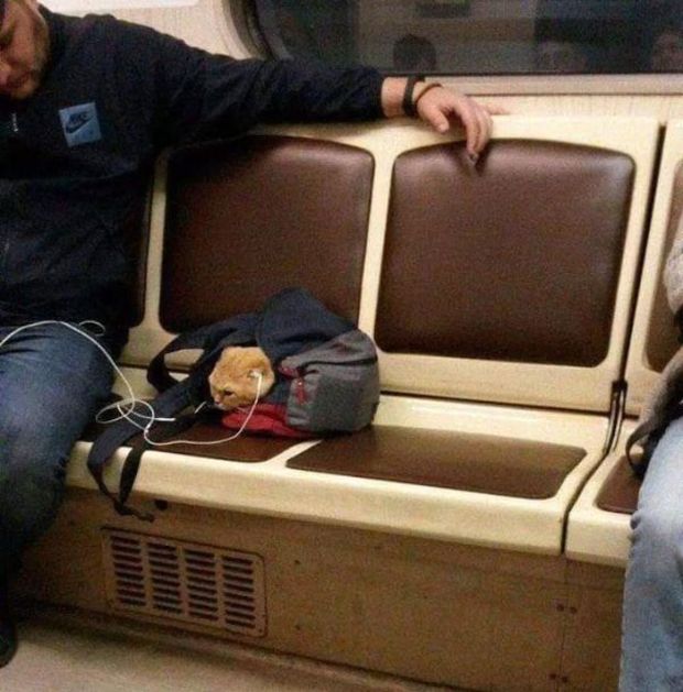 cat listening to music on subway