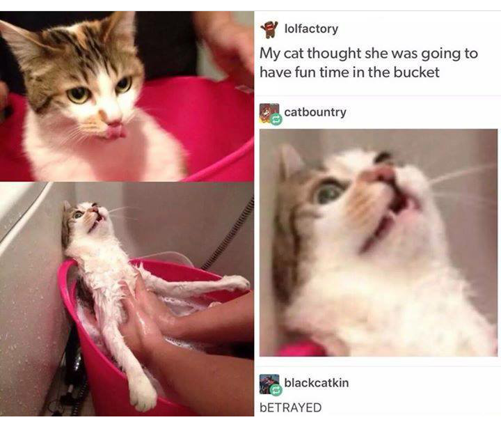have you betrayed me - lolfactory My cat thought she was going to have fun time in the bucket catbountry blackcatkin Betrayed