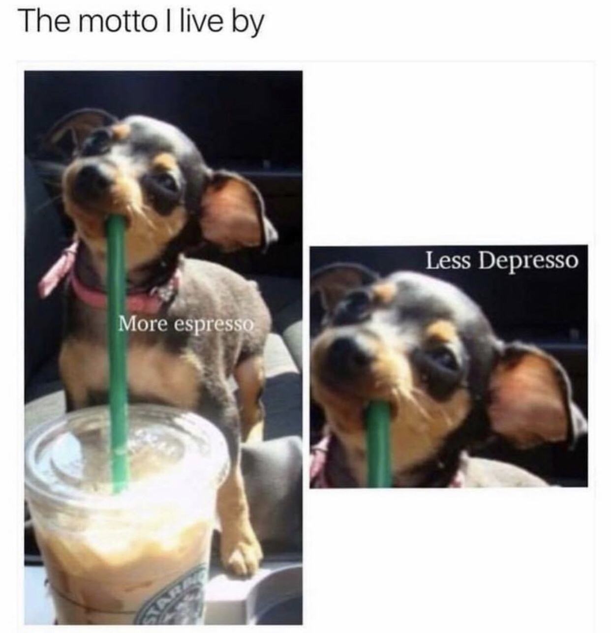 meme more espresso less depresso - The motto I live by Less Depresso More espresso