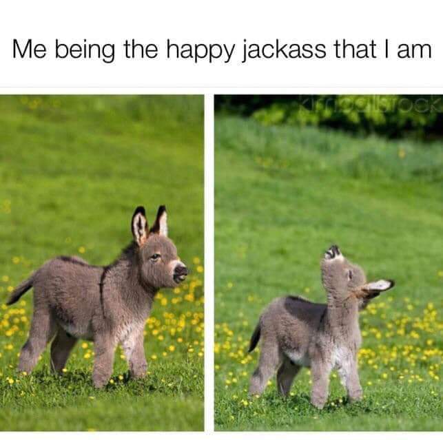 baby dunkey - Me being the happy jackass that I am