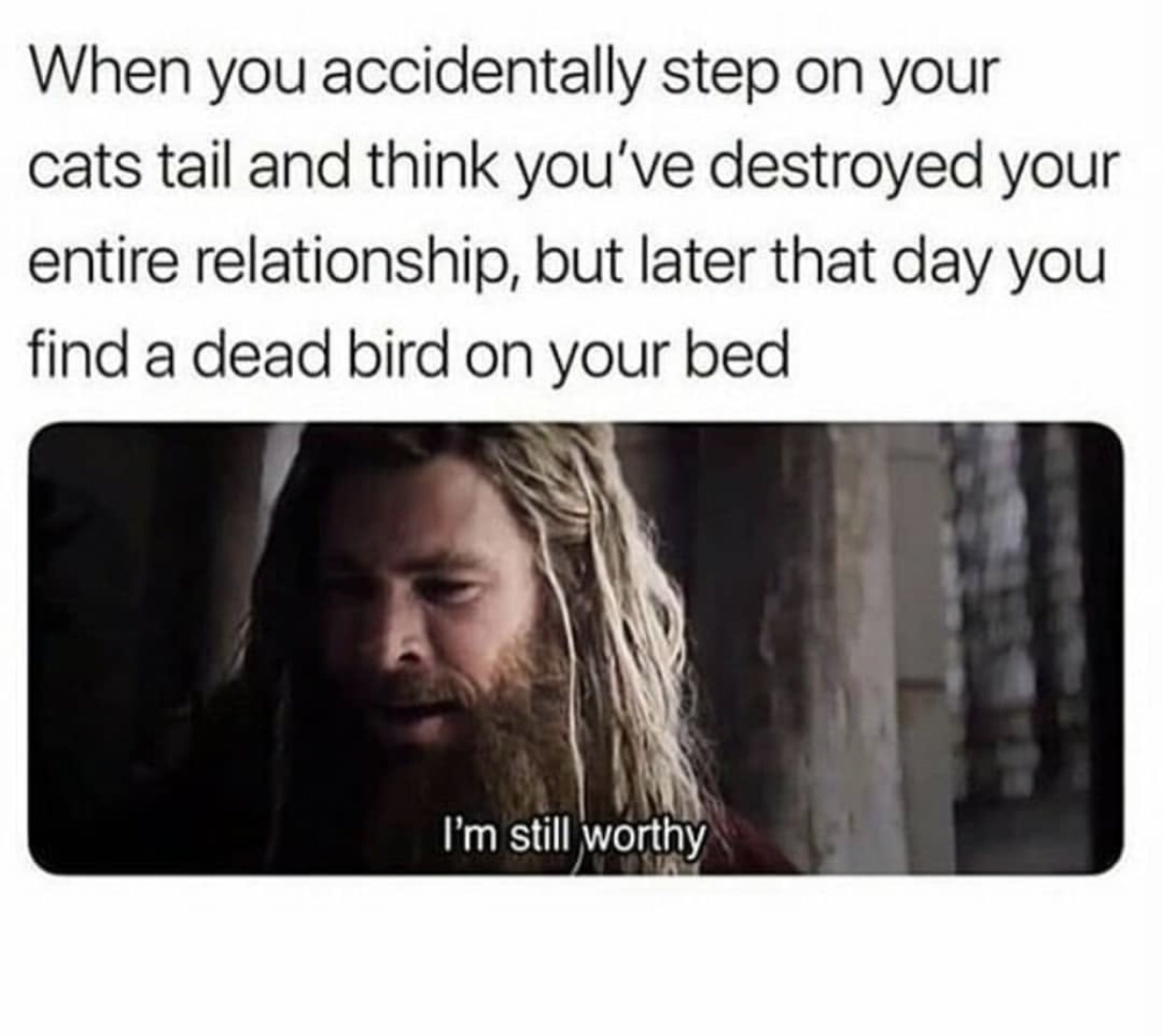 i m still worthy memes - When you accidentally step on your cats tail and think you've destroyed your entire relationship, but later that day you find a dead bird on your bed I'm still worthy