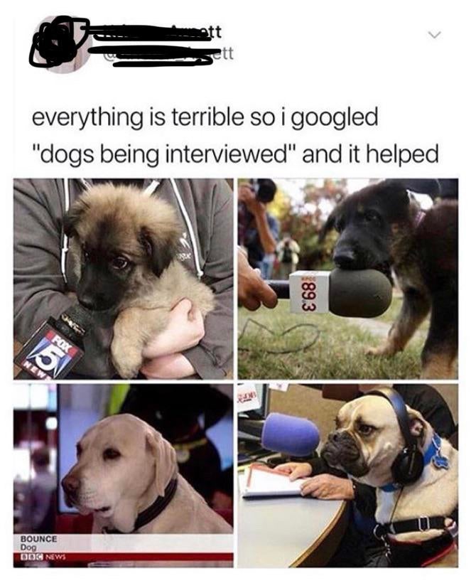 make your day better - gett everything is terrible so i googled "dogs being interviewed" and it helped 89.3 Bounce Dog Od New
