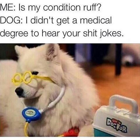 dog doctor meme - Me Is my condition ruff? Dog I didn't get a medical degree to hear your shit jokes. Doritos