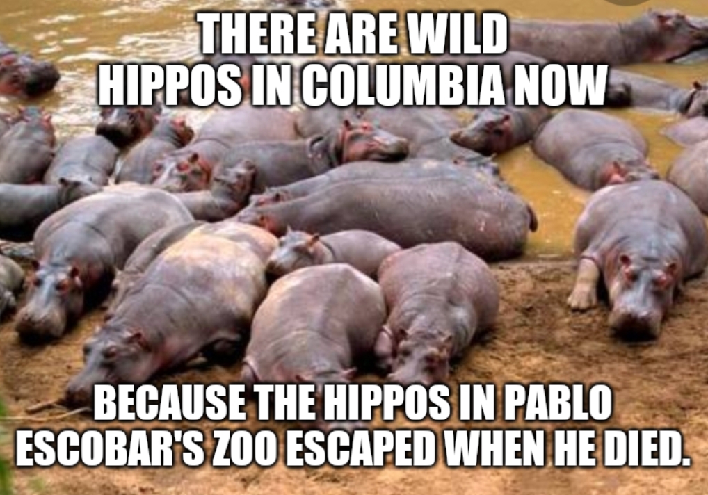 escobar hippos - There Are Wild Hippos In Columbia Now Because The Hippos In Pablo Escobar'S Zoo Escaped When He Died