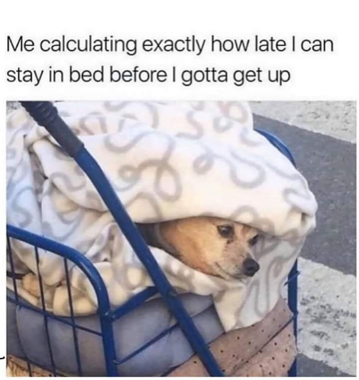 cheezburger doggo memes - Me calculating exactly how late I can stay in bed before I gotta get up