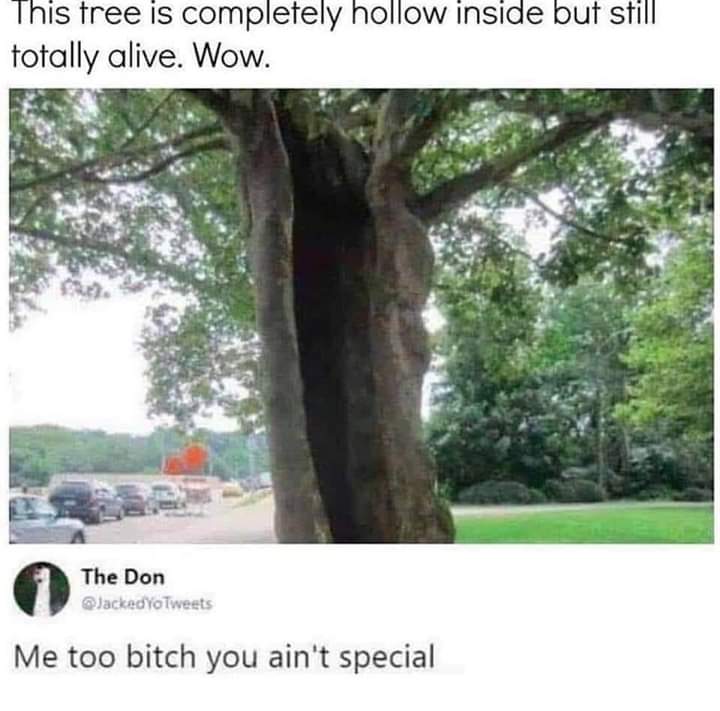 tree memes - This tree is completely hollow inside but still totally alive. Wow. The Don JackedyoTweets Me too bitch you ain't special