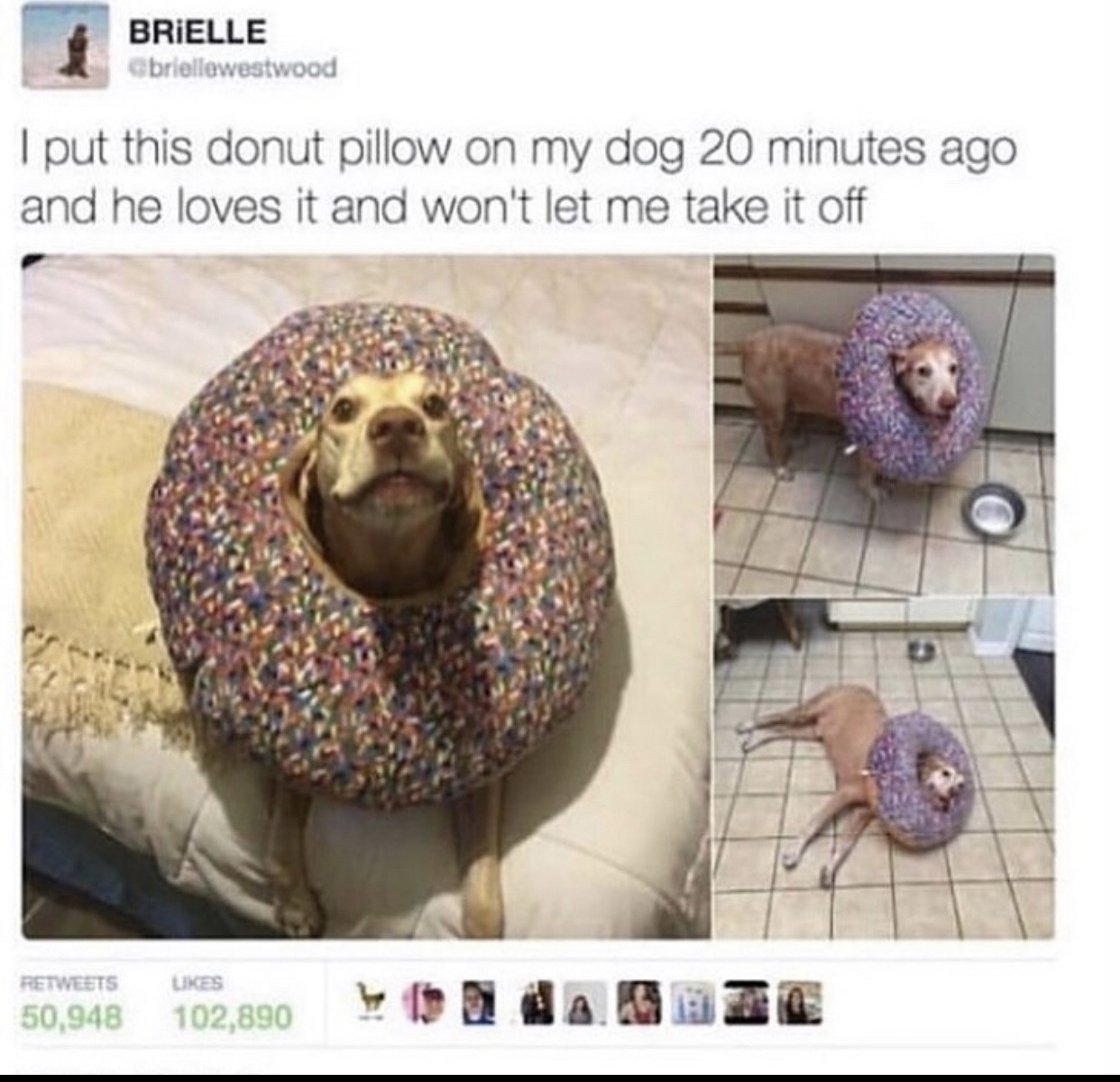 good boy dog meme - Brielle I put this donut pillow on my dog 20 minutes ago and he loves it and won't let me take it off Les 50,948 102,890 2002