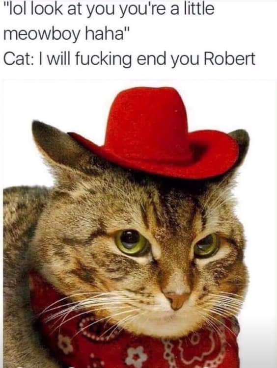 cat with cowboy hat - "lol look at you you're a little meowboy haha" Cat I will fucking end you Robert