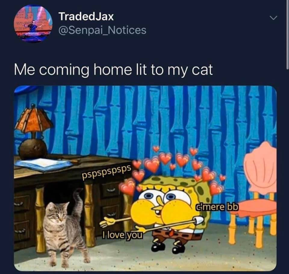 wholesome meme - cat meme pspspsps - Me coming home lit to my cat pspspspsps C'mere bb I love you