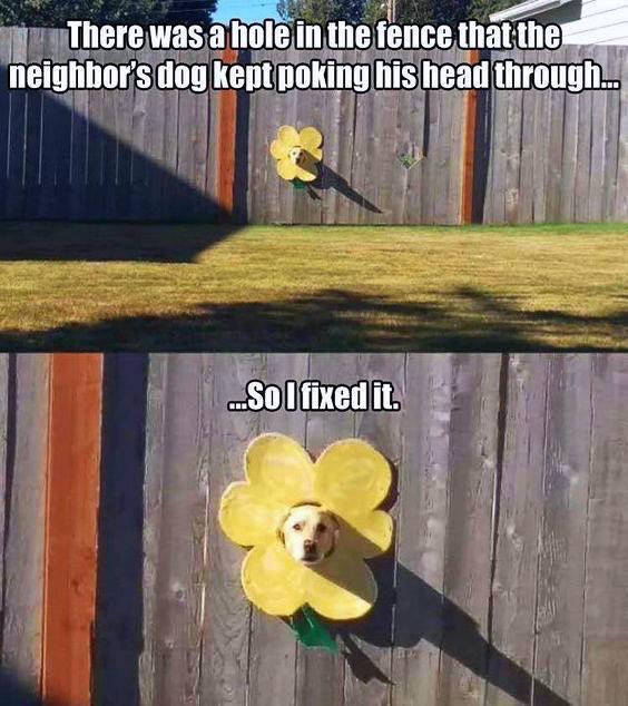 wholesome meme - fence dog funny - There was a hole in the fence that the neighbor's dog kept poking his head through.. ..So I fixed it.