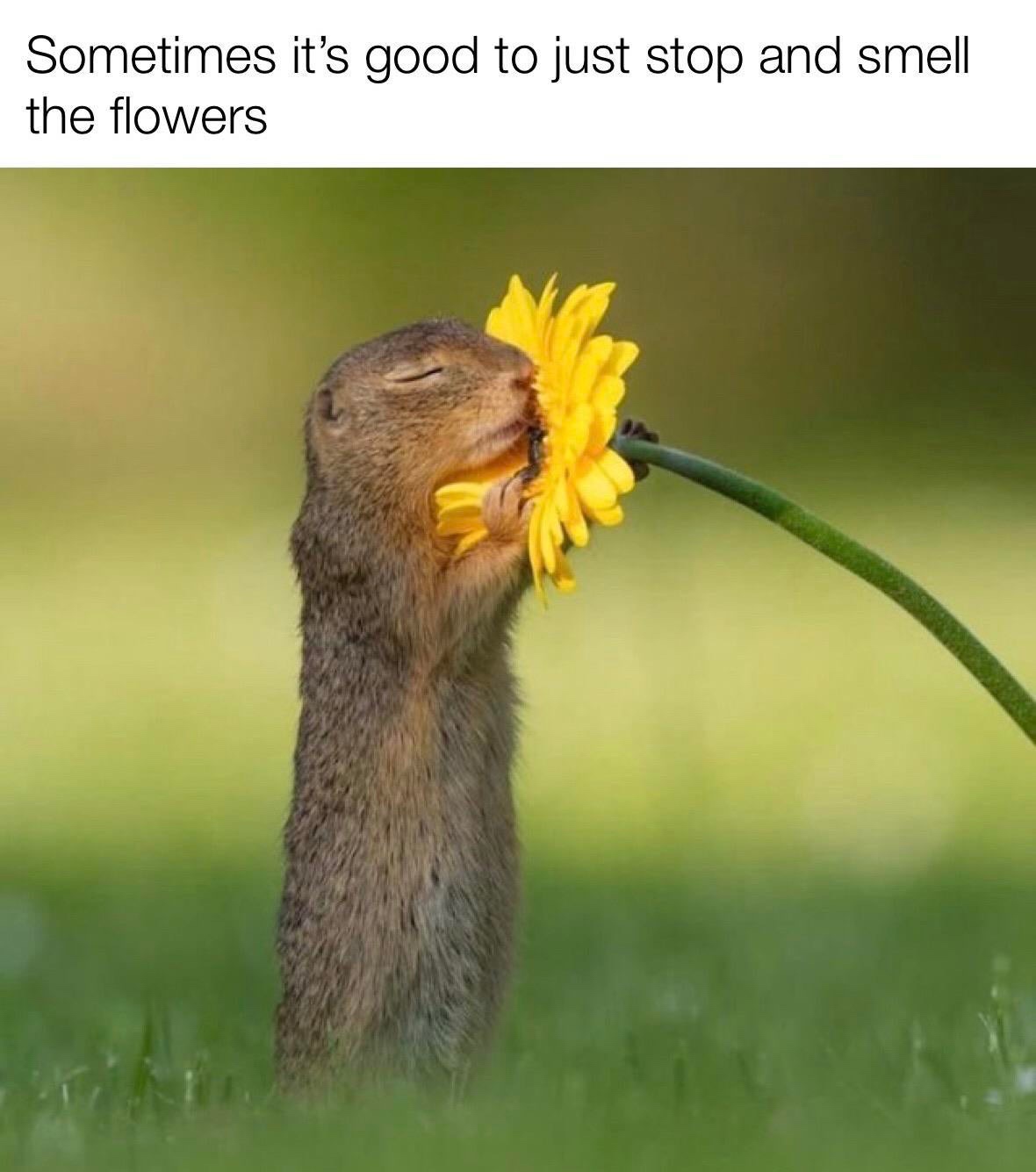 wholesome meme - dick van duijn - Sometimes it's good to just stop and smell the flowers