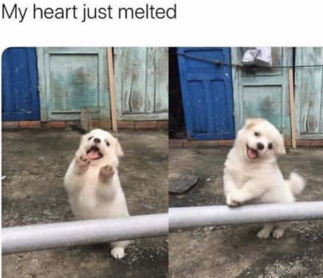 wholesome meme - My heart just melted