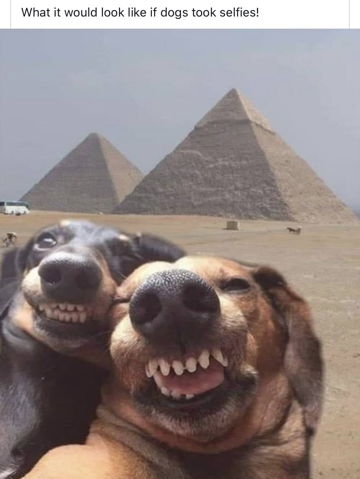 wholesome meme - giza necropolis - What it would look if dogs took selfies!