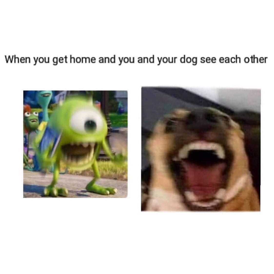 you and your dog see each other meme - When you get home and you and your dog see each other