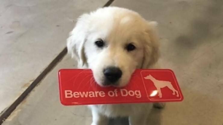beware of the dog meme - Beware of Dog N