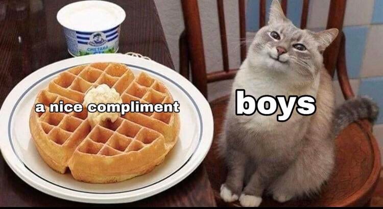 waffle cat - a nice compliment boys