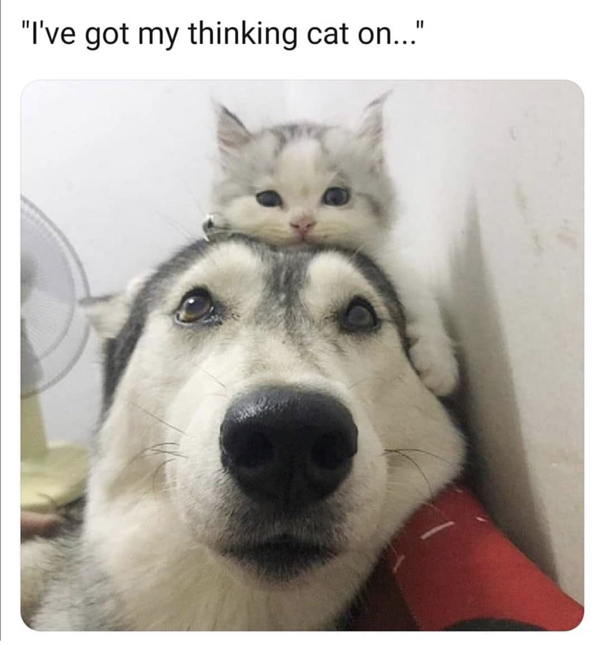 dogs cute cats - "I've got my thinking cat on..."