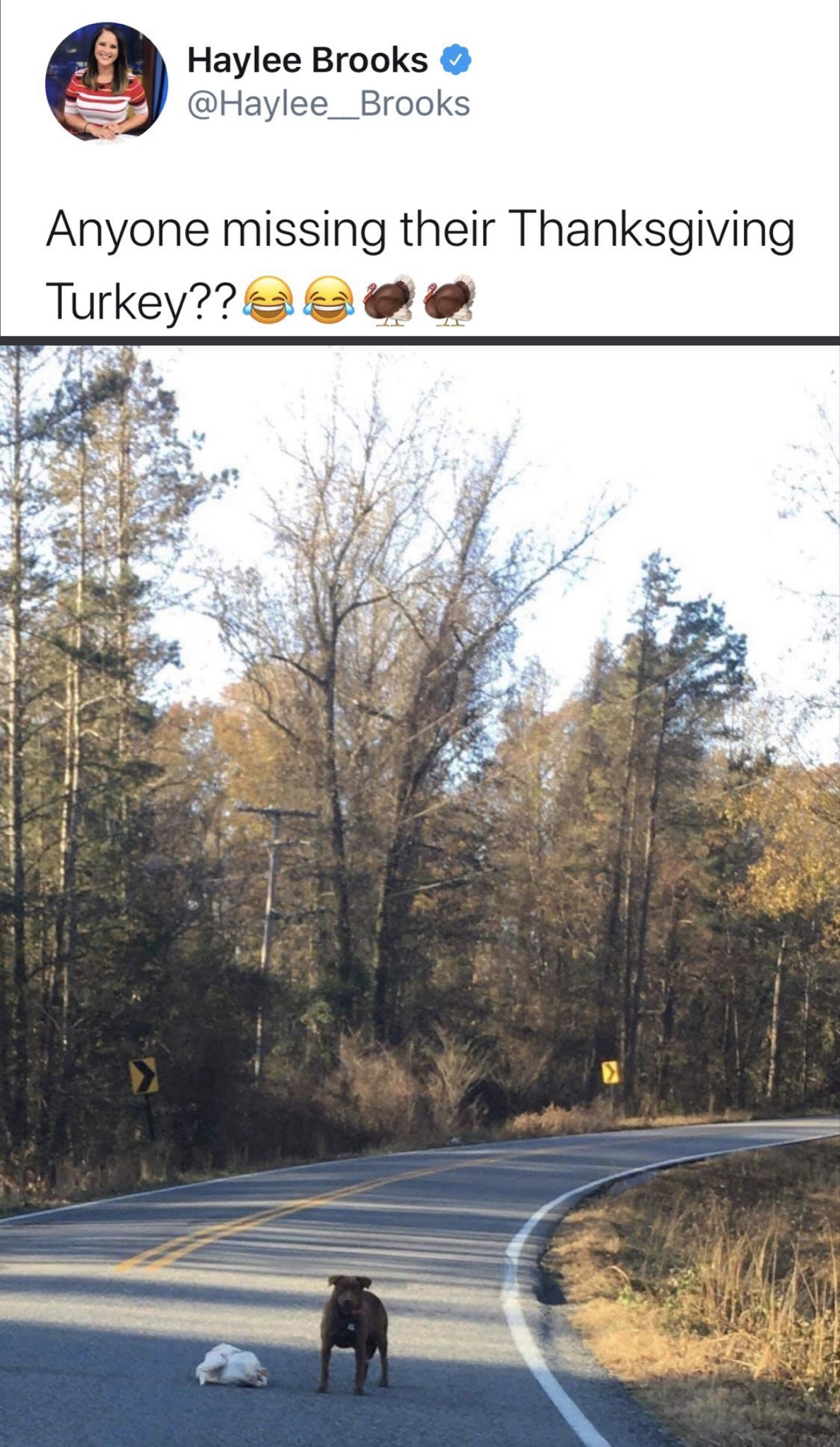 tree - Haylee Brooks Anyone missing their Thanksgiving Turkey??