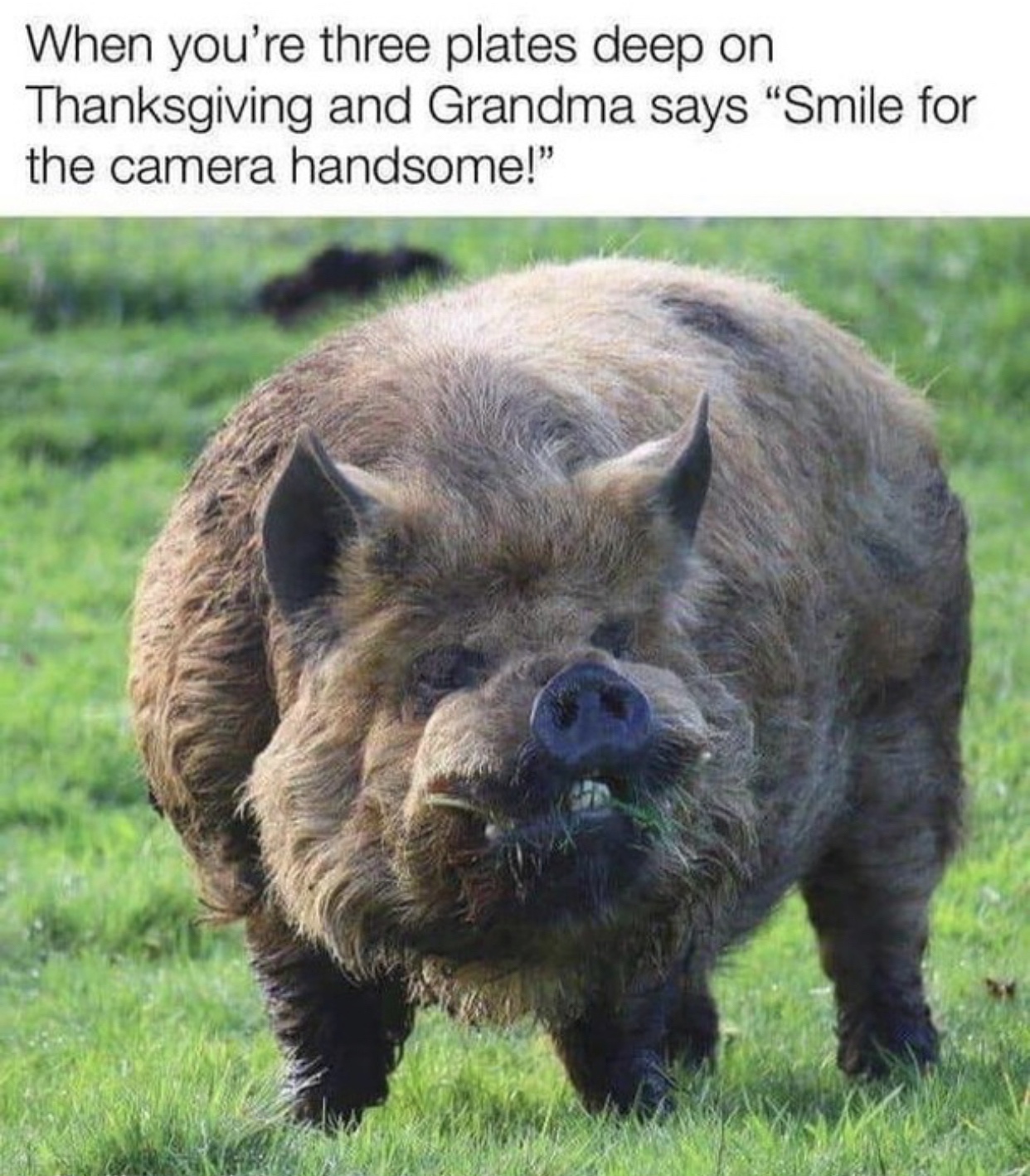 american kunekune pig - When you're three plates deep on Thanksgiving and Grandma says "Smile for the camera handsome!"
