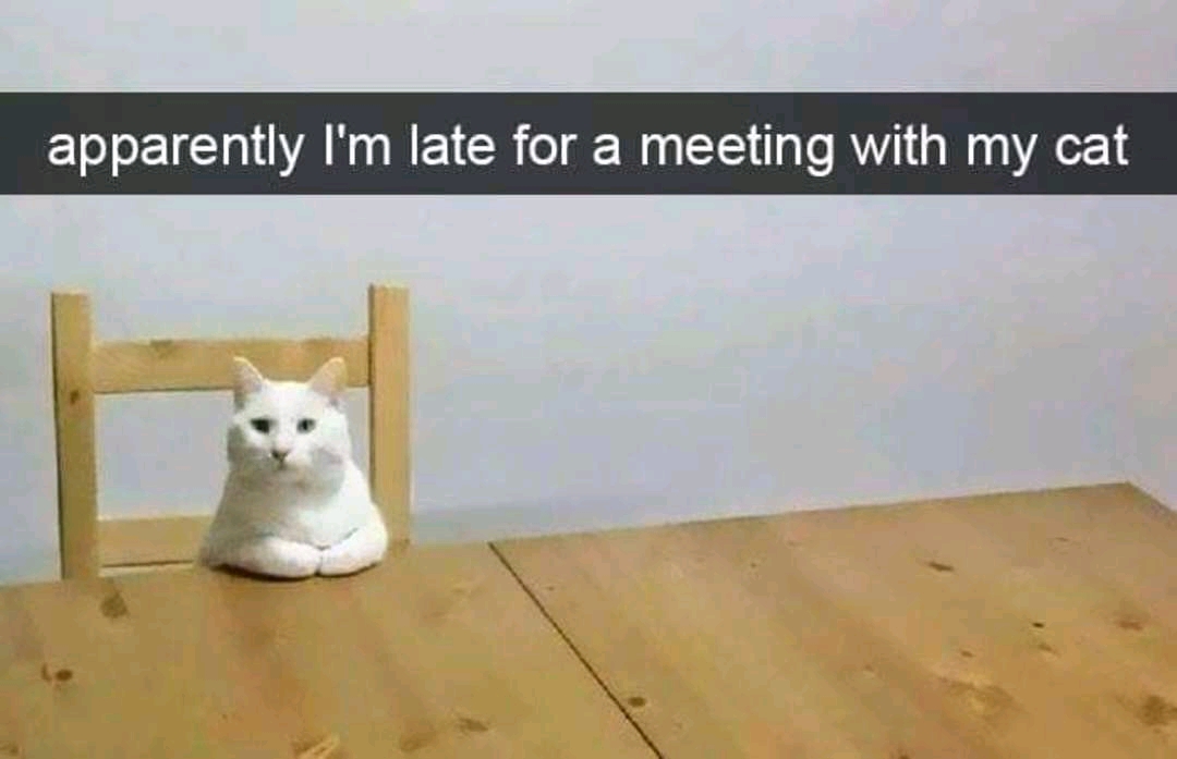 late for a meeting with my cat - apparently I'm late for a meeting with my cat