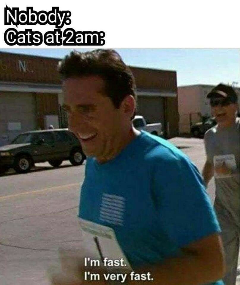 im very fast meme cat - Nobody Cats at 2am I'm fast. I'm very fast.