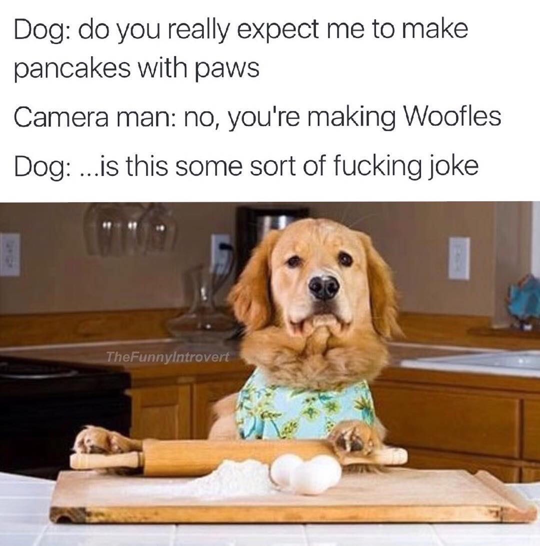 dog making woofles - Dog do you really expect me to make pancakes with paws Camera man no, you're making Woofles Dog ...is this some sort of fucking joke TheFunnyIntrovert