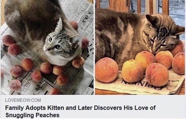 wholesome snuggle memes - Sytsen 1 Lovemeow.Com Family Adopts Kitten and Later Discovers His Love of Snuggling Peaches