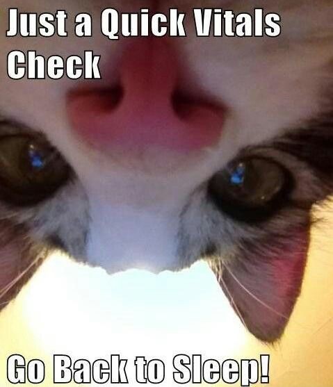 funny cat memes - Just a Quick Vitals Check Go Back to Sleep!