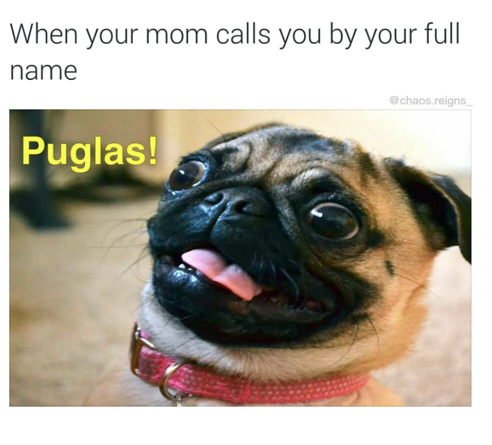 pug stupid face - When your mom calls you by your full name reigns Puglas!