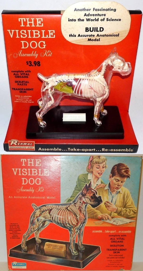 vintage toys - renwal visible dog - Another Fascinating Adventure into the World of Science Build this Accurate Anatomical Model The Visible Dog Assembly Kit $3.98 complete with All Vital Organs Skeletal Parts Transparent Skin wie im wyday language Renwal