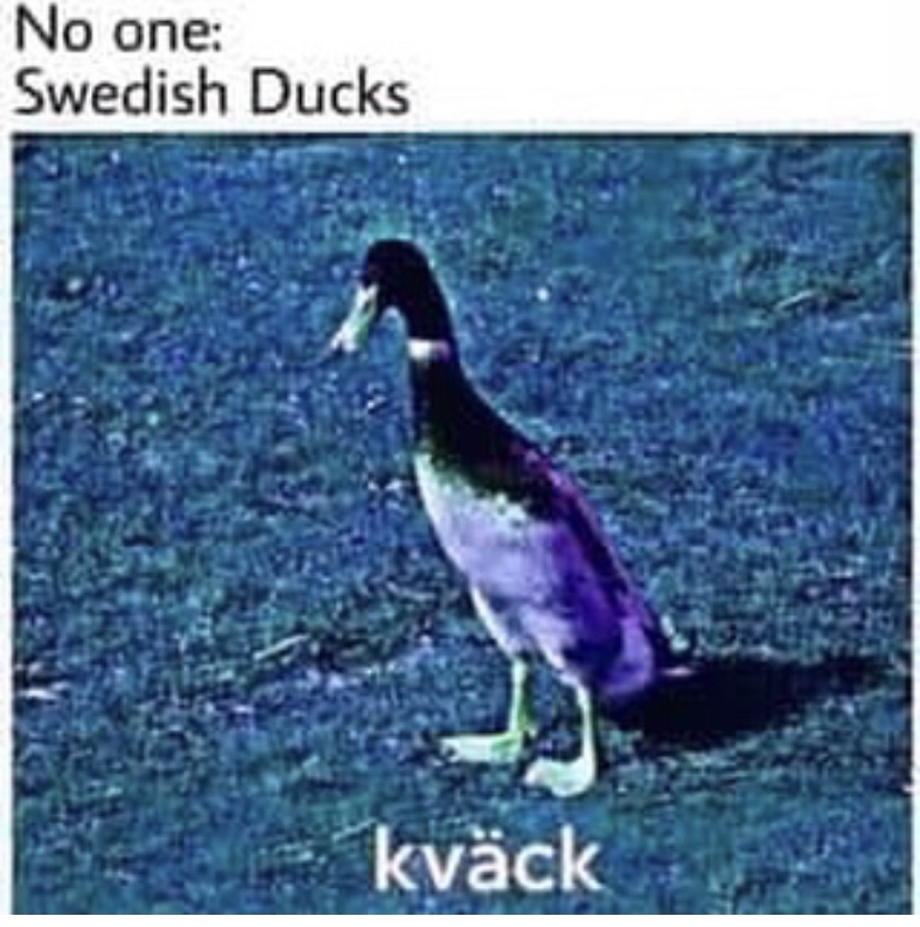 swedish duck meme - No one Swedish Ducks kvck