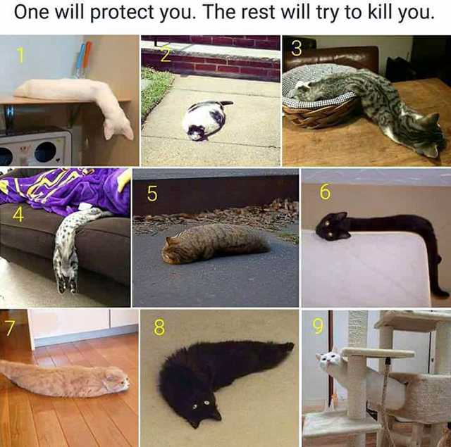 cat do you feel like today - One will protect you. The rest will try to kill you. 8