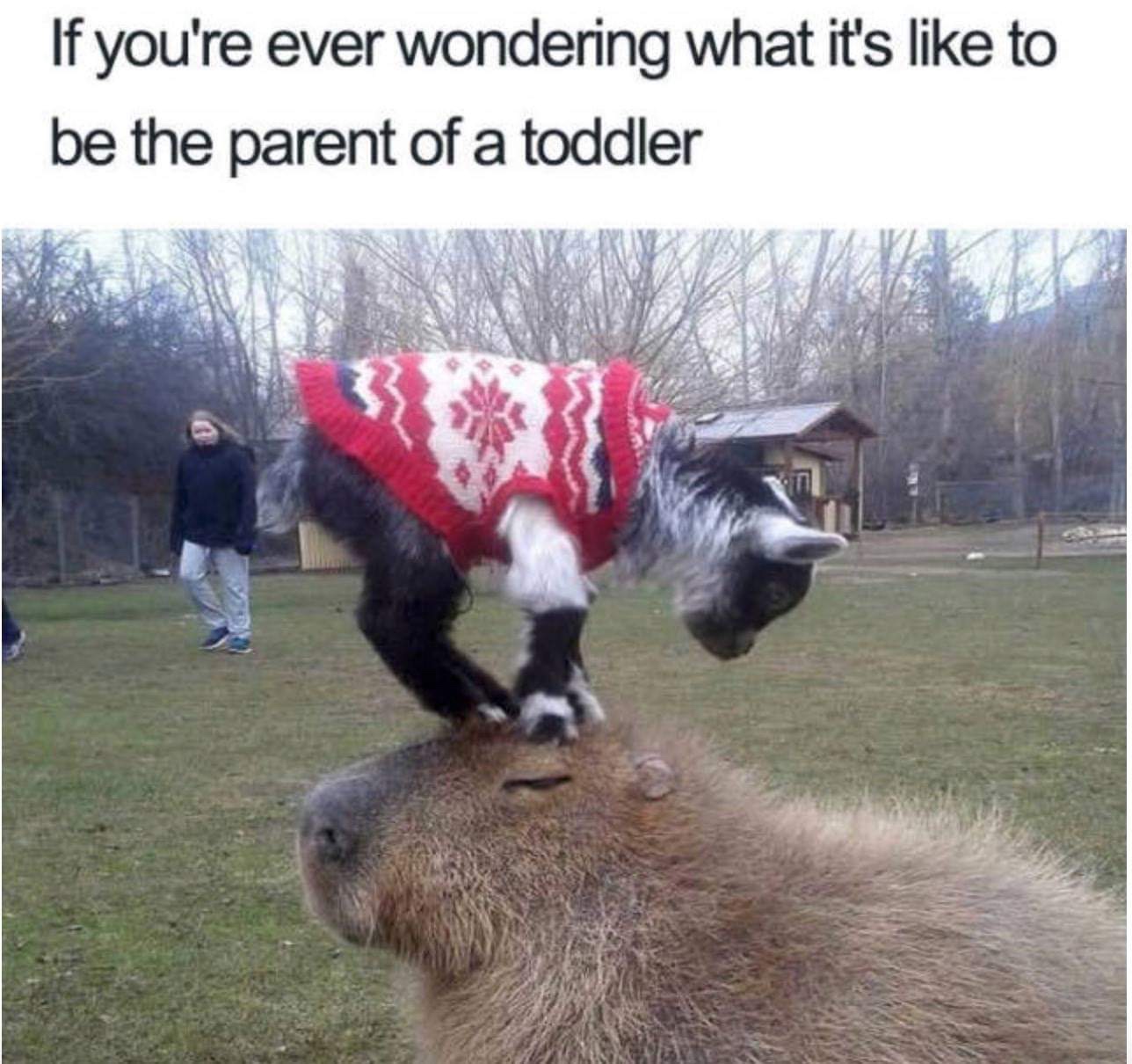 capybara animal friends - If you're ever wondering what it's to be the parent of a toddler