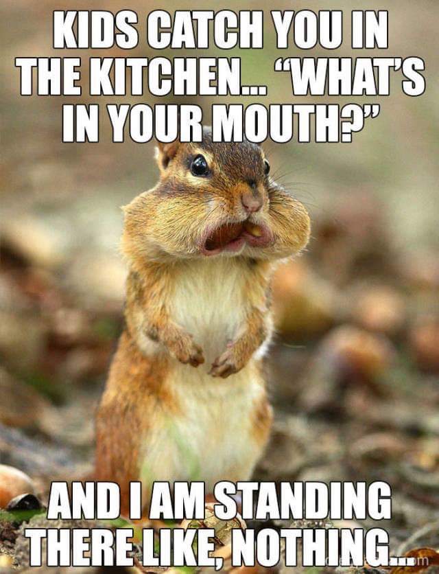 squirrel memes - Kids Catch You In The Kitchen... "What'S In Your Mouth?" And I Am Standing There , Nothing...